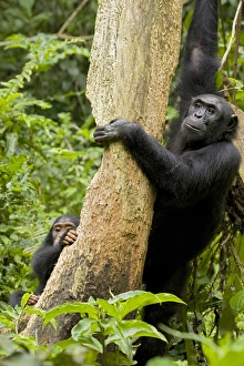 Uganda Prints: Africa, Uganda, Kibale National Park, Ngogo Chimpanzee Project. A female chimpanzee