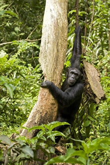 Uganda Prints: Africa, Uganda, Kibale National Park, Ngogo Chimpanzee Project