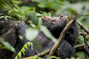 Uganda Prints: Africa, Uganda, Kibale National Park, Ngogo Chimpanzee Project