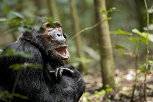 Africa, Uganda, Kibale National Park, Ngogo Chimpanzee Project