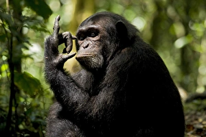 Africa, Uganda, Kibale National Park, Ngogo Chimpanzee Project