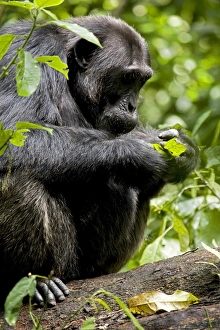 Uganda Prints: Africa, Uganda, Kibale National Park, Ngogo Chimpanzee Project