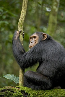 Uganda Prints: Africa, Uganda, Kibale National Park