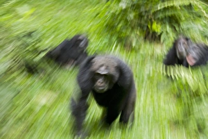 Uganda Prints: Africa, Uganda, Kibale National Park, Ngogo Chimpanzee Project
