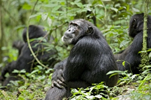 Uganda Prints: Africa, Uganda, Kibale National Park