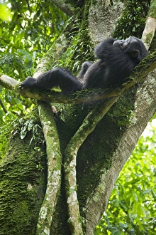 Africa, Uganda, Kibale National Park, Ngogo Chimpanzee Project