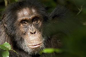 Uganda Prints: Africa, Uganda, Kibale National Park, Ngogo Chimpanzee Project. Wild Chimpanzee