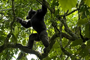 Uganda Prints: Africa, Uganda, Kibale National Park, Ngogo Chimpanzee Project. With strong shoulders