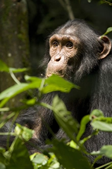 Uganda Prints: Africa, Uganda, Kibale National Park, Ngogo Chimpanzee Project. Adolescent male chimpanzee