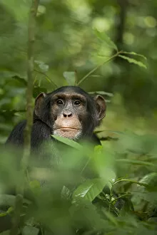 Uganda Collection: Africa, Uganda, Kibale National Park, Ngogo Chimpanzee Project. Young adult male chimpanzee
