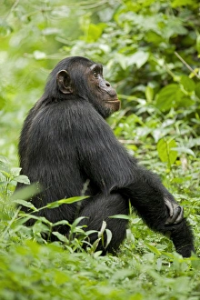 Uganda Prints: Africa, Uganda, Kibale National Park, Ngogo Chimpanzee Project