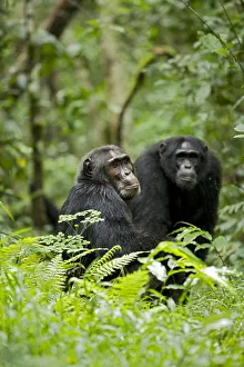 Uganda Collection: Africa, Uganda, Kibale National Park, Ngogo Chimpanzee Project