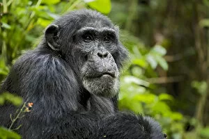 Uganda Gallery: Africa, Uganda, Kibale National Park, Ngogo Chimpanzee Project. Wild chimpanzee