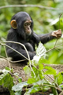 Uganda Collection: Africa, Uganda, Kibale National Park, Ngogo Chimpanzee Project