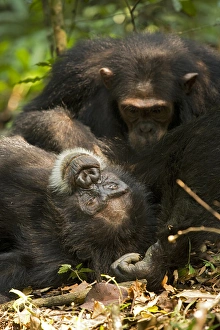 Uganda Collection: Africa, Uganda, Kibale National Park, Ngogo Chimpanzee Project