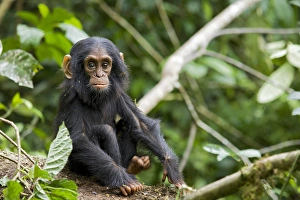 Uganda Collection: Africa, Uganda, Kibale National Park, Ngogo Chimpanzee Project