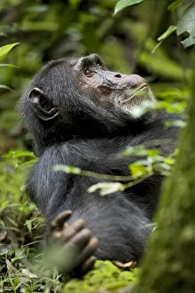 Uganda Collection: Africa, Uganda, Kibale National Park, Ngogo Chimpanzee Projec