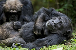 Uganda Collection: Africa, Uganda, Kibale National Park, Ngogo Chimpanzee Project