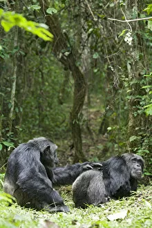 Uganda Collection: Africa, Uganda, Kibale National Park, Ngogo Chimpanzee Project