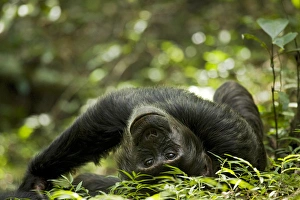 Uganda Collection: Africa, Uganda, Kibale National Park, Ngogo Chimpanzee Project