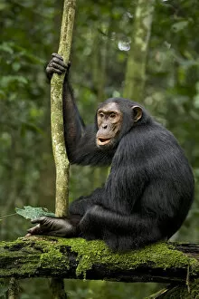 Uganda Collection: Africa, Uganda, Kibale National Park, Ngogo Chimpanzee Project. A young adult chimpanzee listens
