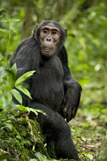 Uganda Gallery: Africa, Uganda, Kibale National Park, Ngogo Chimpanzee Project. A young adult chimpanzee listens
