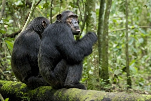 Uganda Collection: Africa, Uganda, Kibale National Park, Ngogo Chimpanzee Project