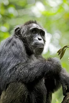 Uganda Collection: Africa, Uganda, Kibale National Park, Ngogo Chimpanzee Project. A wild, male chimpanzee
