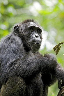 Uganda Collection: Africa, Uganda, Kibale National Park, Ngogo Chimpanzee Project. A wild, male chimpanzee