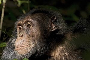Uganda Collection: Africa, Uganda, Kibale National Park, Ngogo Chimpanzee Project