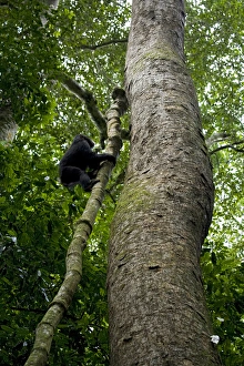 Uganda Collection: Africa, Uganda, Kibale National Park, Ngogo Chimpanzee Project