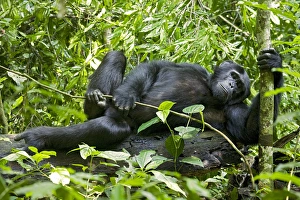 Uganda Collection: Africa, Uganda, Kibale National Park, Ngogo Chimpanzee Project