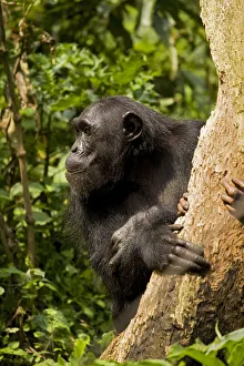 Images Dated 27th August 2010: Africa, Uganda, Kibale National Park, Ngogo Chimpanzee Project