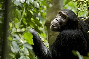 Africa, Uganda, Kibale National Park, Ngogo Chimpanzee Project
