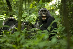 Images Dated 14th November 2010: Africa, Uganda, Kibale National Park, Ngogo Chimpanzee Project