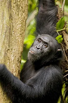 Africa, Uganda, Kibale National Park, Ngogo Chimpanzee Project
