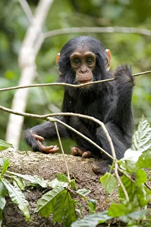 Africa, Uganda, Kibale National Park, Ngogo Chimpanzee Project