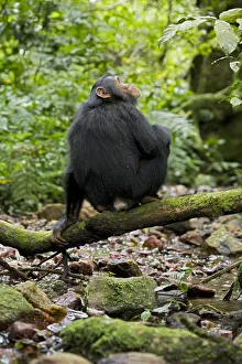 Africa, Uganda, Kibale National Park, Ngogo Chimpanzee Project