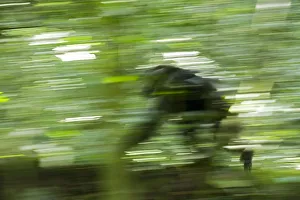 Africa, Uganda, Kibale National Park, Ngogo Chimpanzee Project