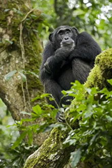 Africa, Uganda, Kibale National Park, Ngogo Chimpanzee Project