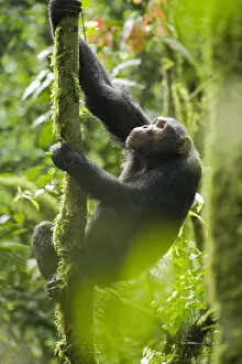 Africa, Uganda, Kibale National Park, Ngogo Chimpanzee Project