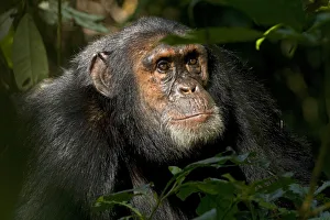 Africa, Uganda, Kibale National Park, Ngogo Chimpanzee Project