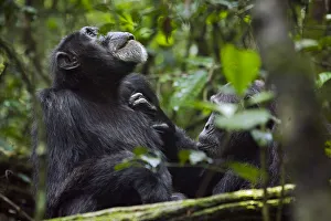 Images Dated 10th November 2009: Africa, Uganda, Kibale National Park. Ngogo Chimpanzee Project