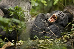 Africa, Uganda, Kibale National Park, Ngogo Chimpanzee Project