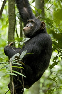 Uganda Collection: Africa, Uganda, Kibale National Park, Ngogo