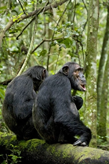 Uganda Prints: Africa, Uganda, Kibale National Park, Ngogo