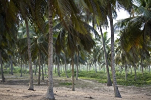 Africa, West Africa, Benin, Ouidah, Bight of Benin. Palm grove near the ocean in rural Benin