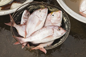 Images Dated 25th February 2008: Africa, West Africa, Ghana, Elmina. Close-up shot of fish for sale at Elmina fish market