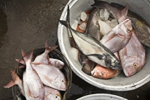 West Africa Prints: Africa, West Africa, Ghana, Elmina. Close-up shot of fish for sale at Elmina fish market
