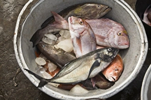 Images Dated 25th February 2008: Africa, West Africa, Ghana, Elmina. Close-up shot of fish for sale at Elmina fish market